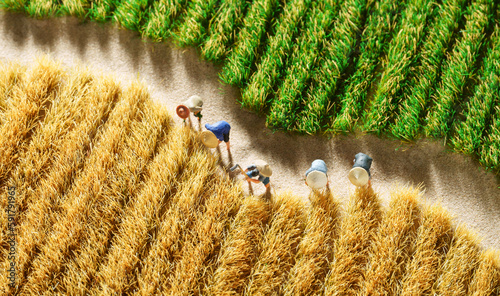 Farmers harvest wheat photo