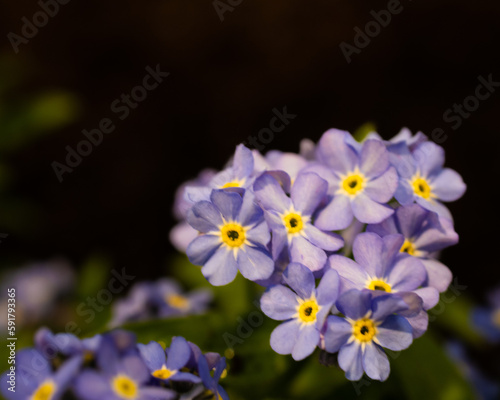  forget me not flowers in close-up © Ingela