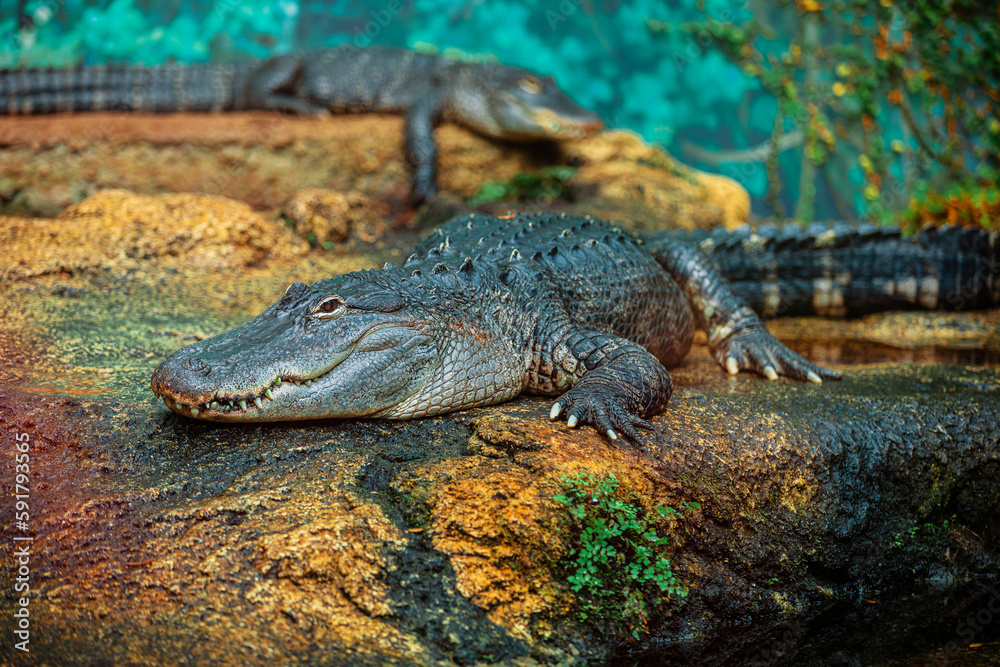 Obraz premium american aligator on rocks