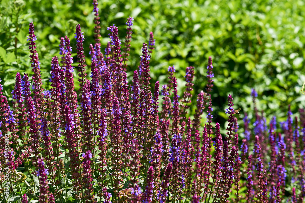 Naklejka premium Blue purple red sage salvia flowers in green summer spring garden park