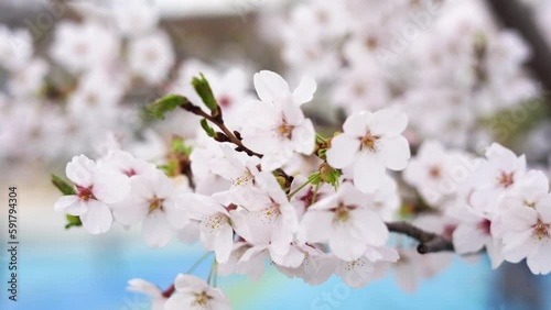 Wallpaper Mural A beautiful spring cherry tree with white flowers in the garden Torontodigital.ca