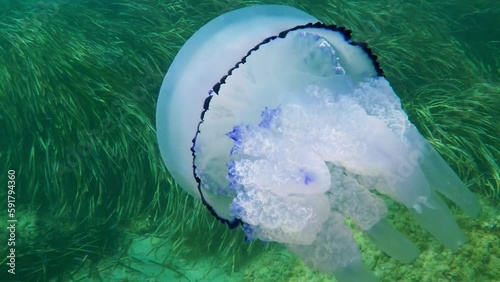 Jellyfish Rhizostoma octopus in Mediterranean Posidonia meadow photo