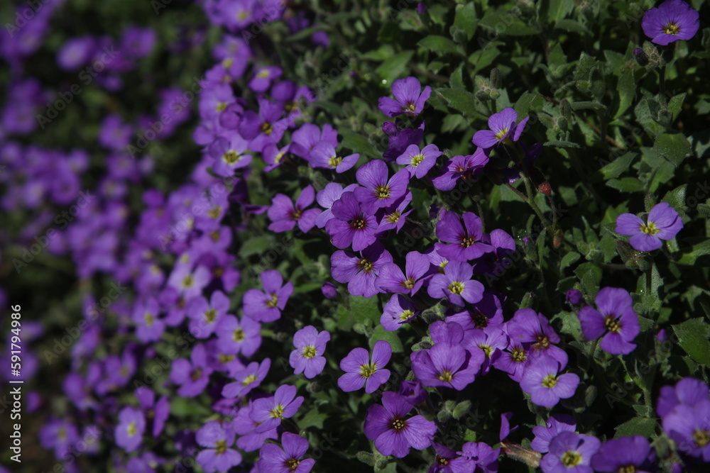 Aubrieta flowers in the garden Aubrieta flowers in the garden