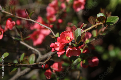 close up of  Maule's quince blossom