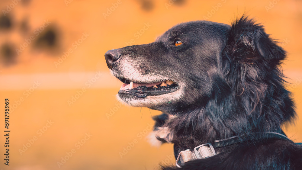 Fototapeta premium Col d'Aspin june portrait