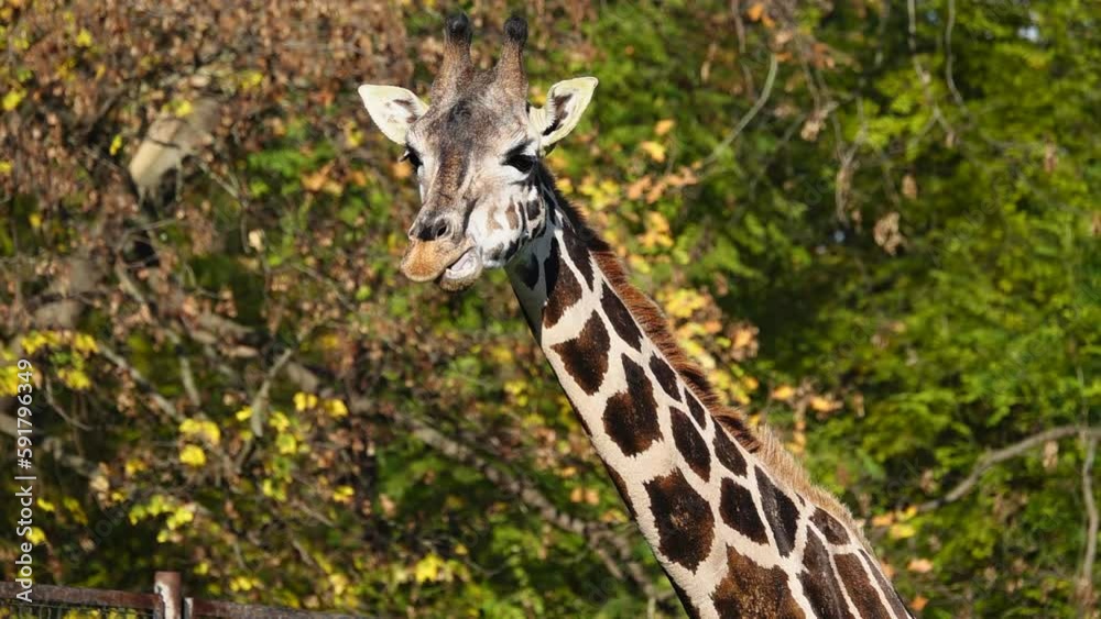 chewing giraffe on the background of the autumn forest, slow motion chewing giraffe on the background of the autumn forest, slow motion