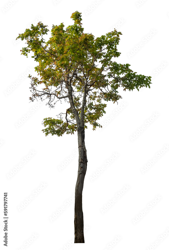 Green tree isolated on transparent background with clipping path, single tree with clipping path and alpha channel. Green tree isolated on transparent background with clipping path, single tree with clipping path and alpha channel.