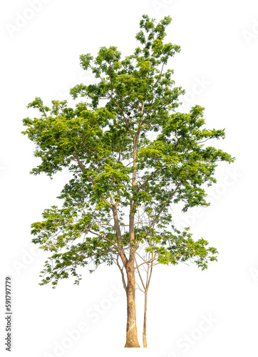Green tree isolated on transparent background with clipping path  single tree with clipping path and alpha channel..