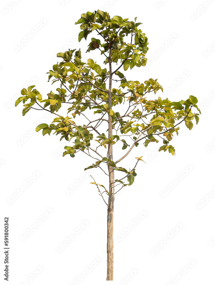 tree isolated on transparent background with clipping path, single tree with clipping path and alpha channel. tree isolated on transparent background with clipping path, single tree with clipping path and alpha channel.