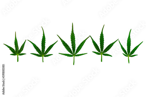 five green cannabis leaves close up isolated on white nackground for concept design