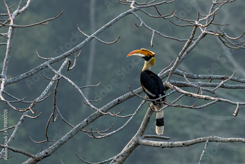 Great hornbill or Buceros bicornis observed in Rongtong in West Bengal, India