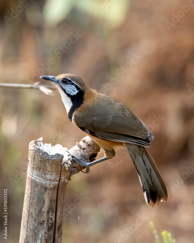 Greater necklaced laughingthrush or Pterorhinus pectoralis seen in Rongtong photo