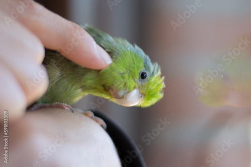 Forpus coelestis. Woman caressing the forpus and he indulges in pampering.
