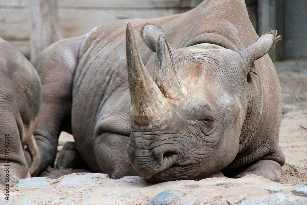 Fototapeta premium black rhino in a zoo in germany