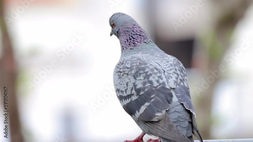 pigeon on the tree
