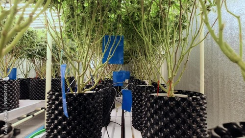 Cannabis plants in pots with drip irrigation system for fertilize with sensor for realtime monitoring moisture PH in soil.