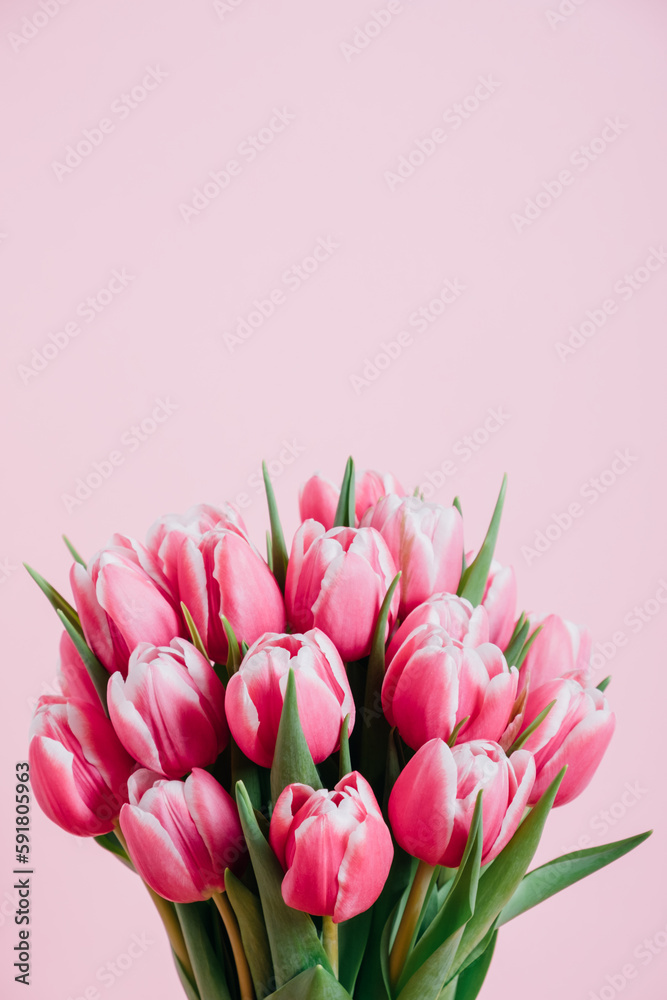 Fototapeta premium Beautiful fresh tulip flowers in full bloom against pink background. Copy space for text. Spring blooms.