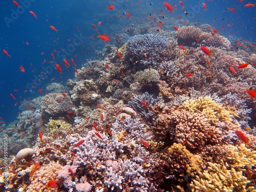 red sea fish and hard coral reef