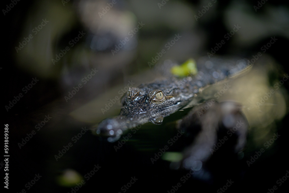 Fototapeta premium caiman crocodile eye close up