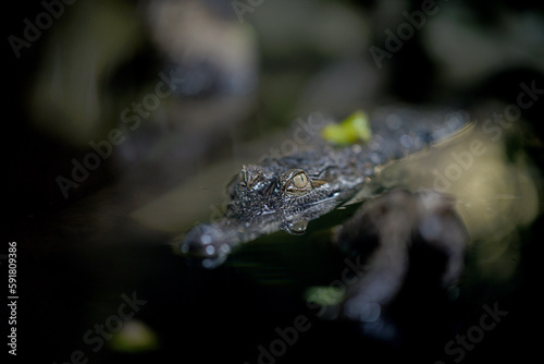 caiman crocodile eye close up
