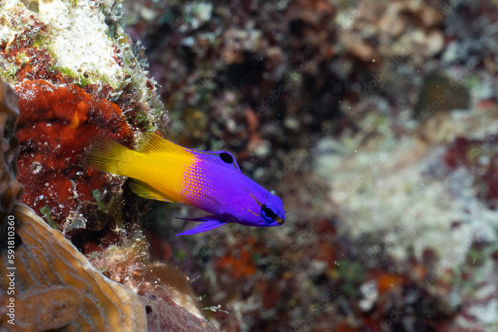 Fototapeta premium Fairy basslet