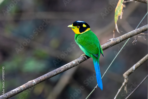Long-tailed broadbill or Psarisomus dalhousiae observed in Rongtong in India photo