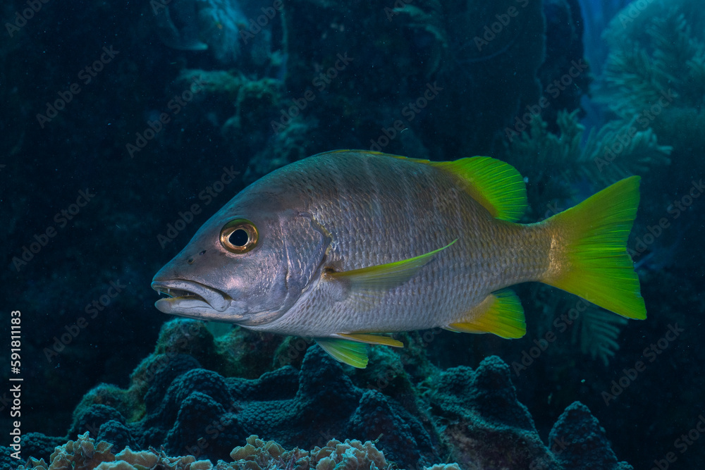 Schoolmaster on reef Schoolmaster on reef