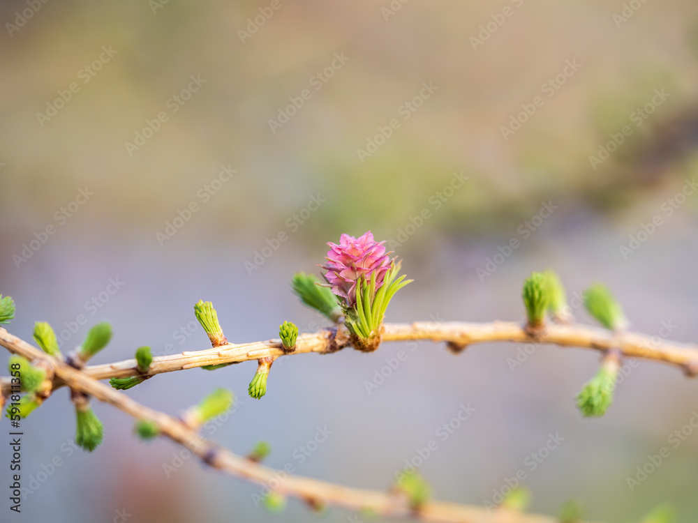 Larch tree fresh pink cones blossom at spring on nature background Larch tree fresh pink cones blossom at spring on nature background