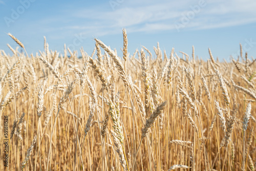 Wheat field. Shining Sunlight and blue sky. Meadow wheat field.