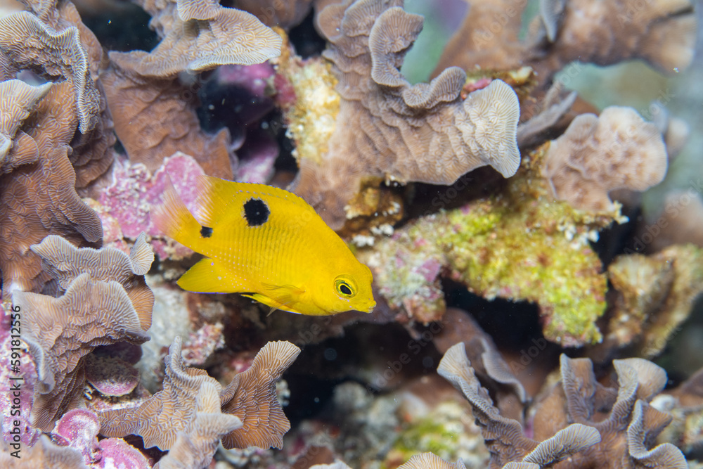 Fototapeta premium Juvenile threespot damselfish swimming on reef