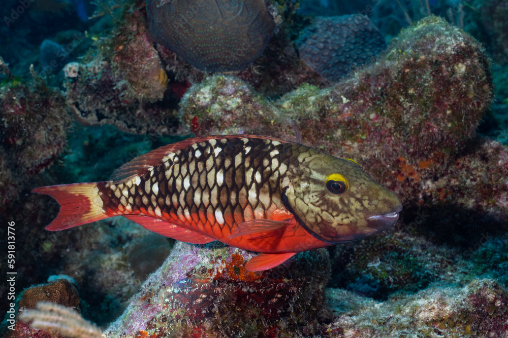 Juvenile stoplight parrotfish on a reef
