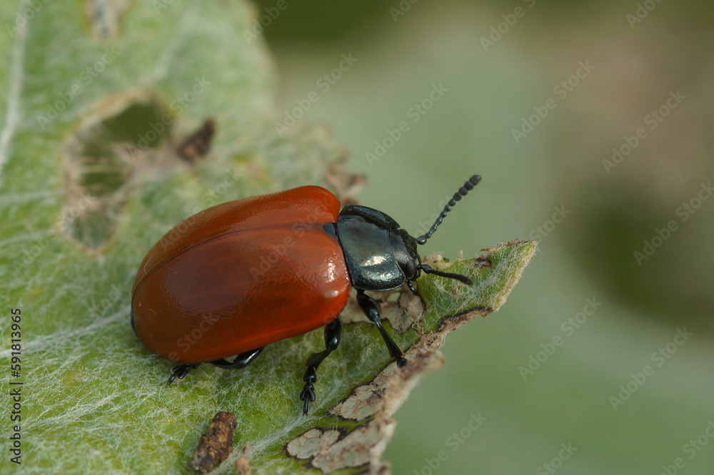 Closeup on the colorful red Poplar leaf beetle, Chrysomela populi, eating from a Populus alba leaf Closeup on the colorful red Poplar leaf beetle, Chrysomela populi, eating from a Populus alba leaf