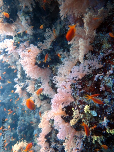 Underwater soft coral reef