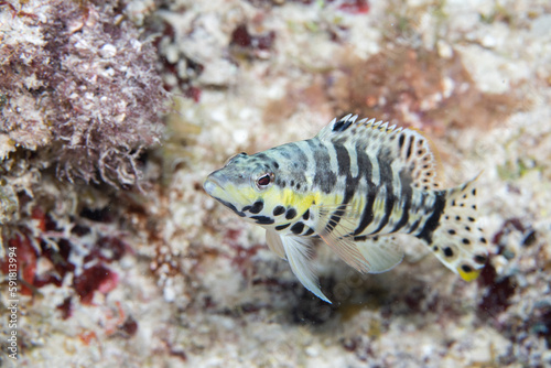 Harlequin bass swimming in reef