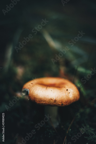 Vertical selective focus of a small wild mushroom on the ground in a forest on a blurred background