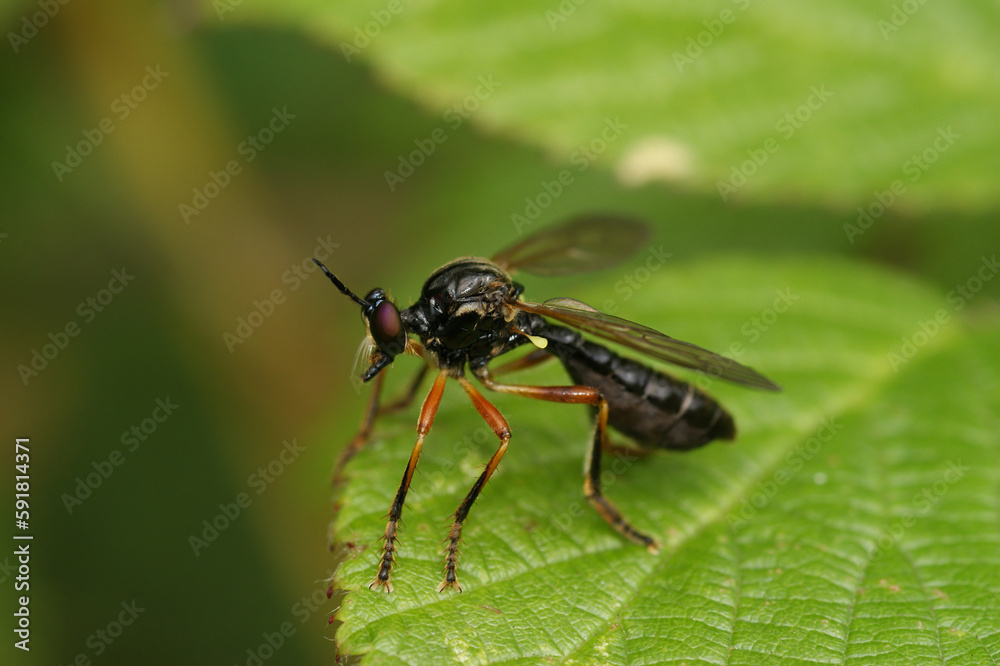Natural closeup on the Scarce Red-legged Robberfly, Dioctria cothurnata sitting on a leaf Natural closeup on the Scarce Red-legged Robberfly, Dioctria cothurnata sitting on a leaf