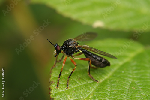 Natural closeup on the Scarce Red-legged Robberfly, Dioctria cothurnata sitting on a leaf