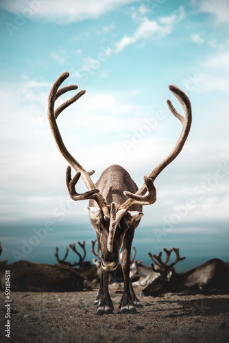 Vertical portrait of a bending deer with beautiful horns against a cloudy blue sky