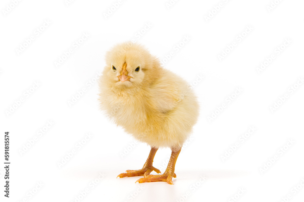 one cute little newborn baby chick isolated on white background one cute little newborn baby chick isolated on white background