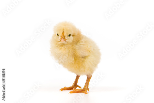 one cute little newborn baby chick isolated on white background