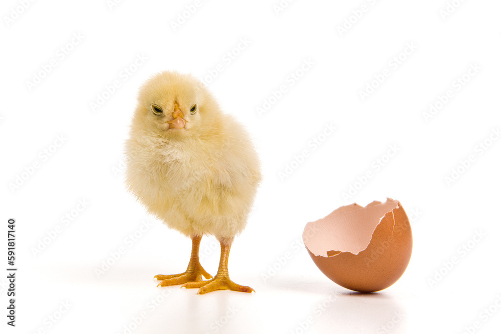 Fototapeta premium Yellow chick hatching from egg isolated on white background