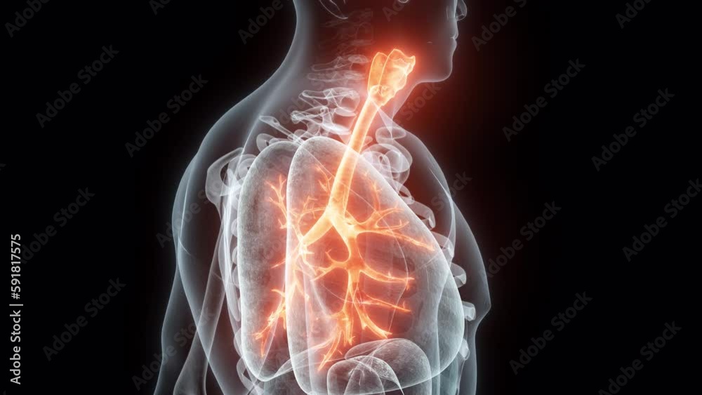 3D rendering Medical Animation of a Human Trachea and Bronchi.Xray of