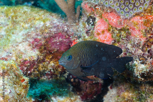 Threespot damselfish on colorful reef