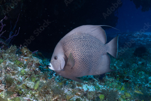 Gray angelfish on the reef photo