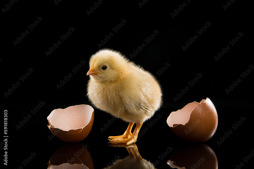 Yellow chick hatching from egg on black background Yellow chick hatching from egg on black background