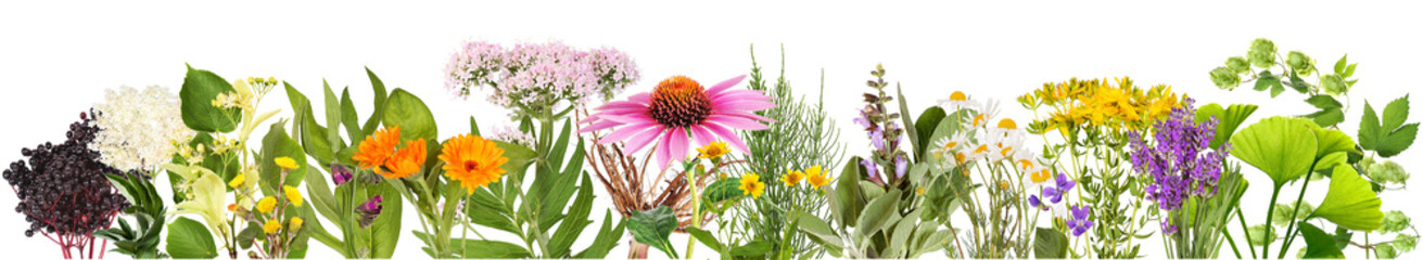 Large variety of medicinal plants, transparent background