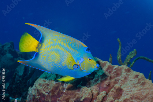 Queen angelfish
