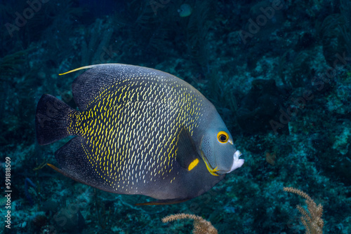 French angelfish © Griffin