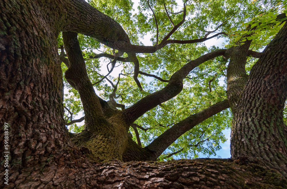 Naklejka premium General Mariano Guadalupe Vallejo Home state historic site