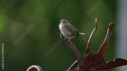 Shallow focus of a House Wren bird with a green blur background photo